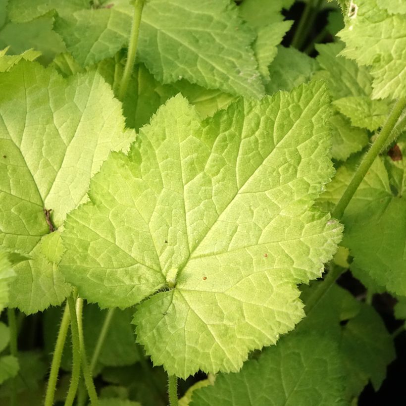 Tolmiea menziesii Cool Gold - Lebendblatt (Laub)