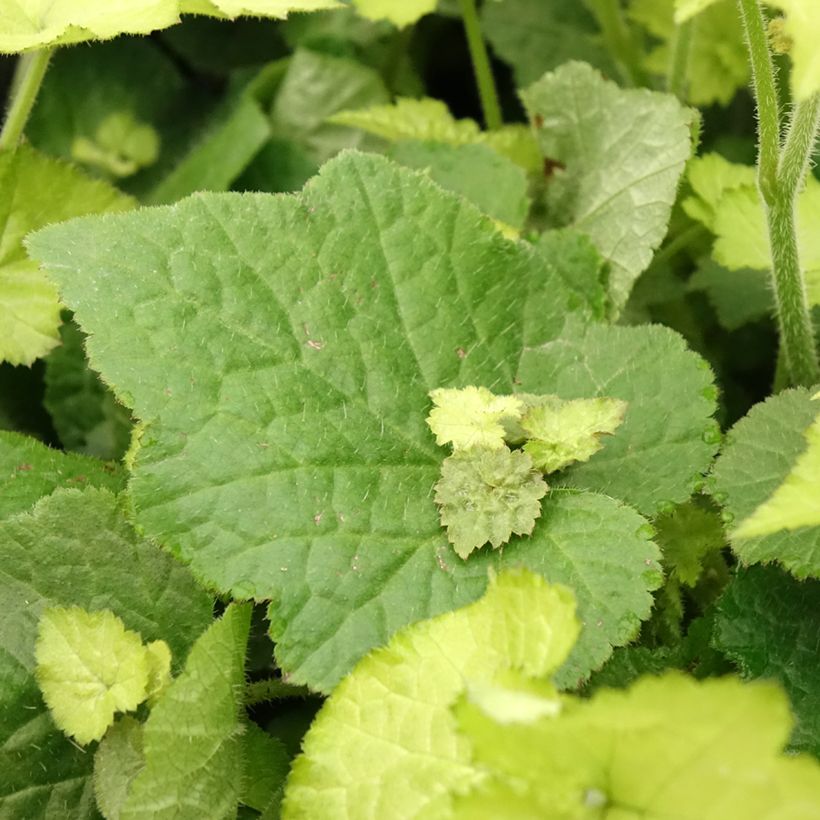 Tolmiea menziesii Cool Gold - Lebendblatt (Laub)