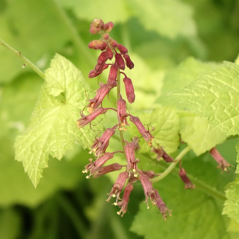 Tolmiea menziesii Cool Gold - Lebendblatt (Blüte)