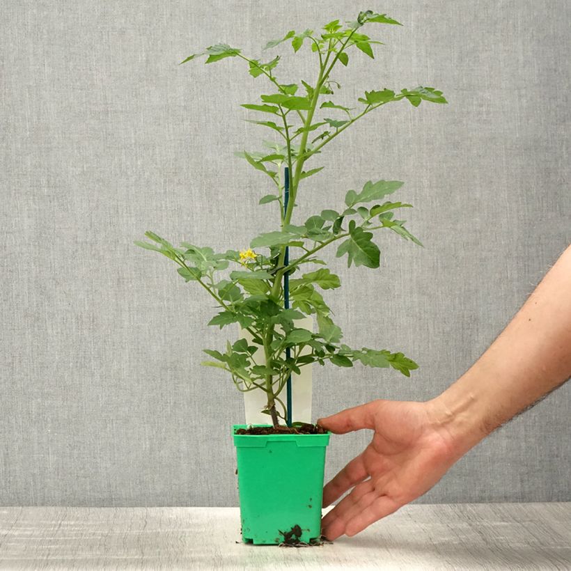 Exemplar von Kirschtomate Harmony F1 (Veredelte Tomate) Topf 10 cm/11cm wie im Frühjahr geliefert