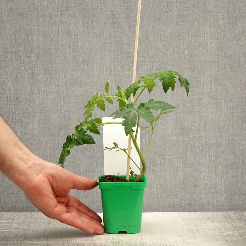 Exemplar von Tomate Saint-Pierre (Pflanzen) Topf 10 cm/11cm wie im Frühjahr geliefert
