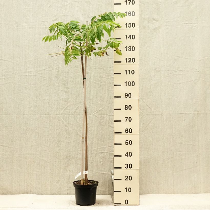 Exemplar von Toona sinensis - Chinesischer Surenbaum Topf mit 4L/5L wie im Sommer geliefert