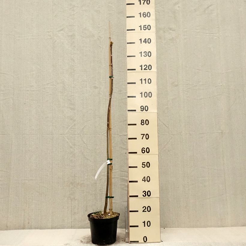 Exemplar von Toona sinensis - Chinesischer Surenbaum Topf mit 4L/5LGelieferte Höhe ca. 120cm wie im Frühjahr geliefert