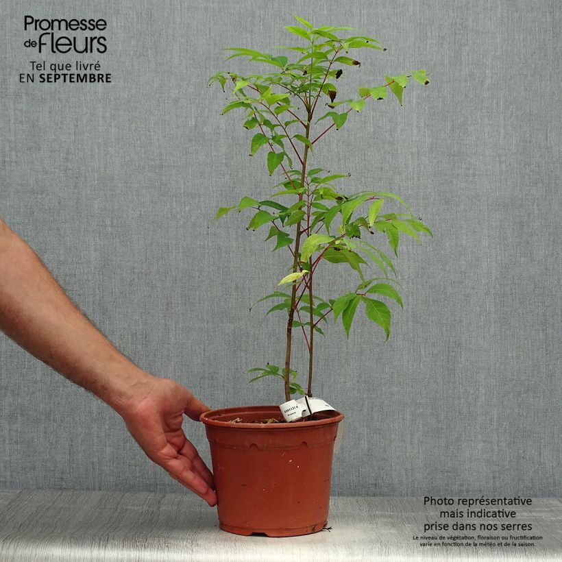 Exemplar von Toona sinensis Flamingo - Chinesischer Surenbaum Topf mit 2L/3L wie im Herbst geliefert