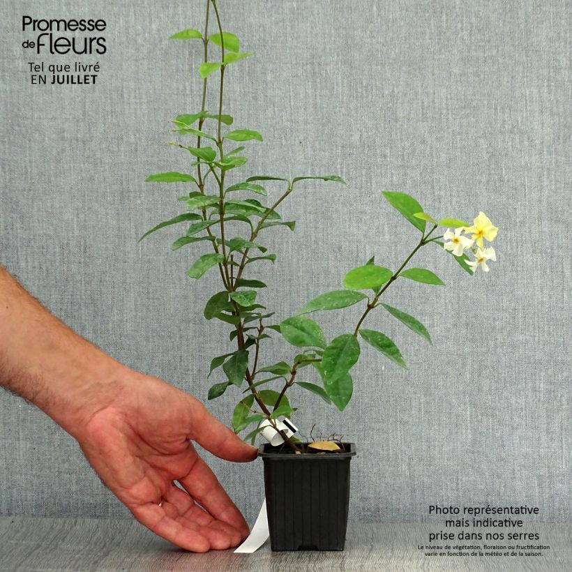 Exemplar von Gelber Sternjasmin - Trachelospermum asiaticum Kleine Töpfe von 8/9 cm wie im Sommer geliefert