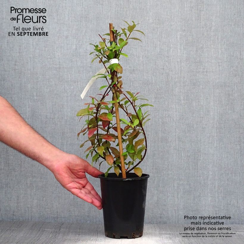 Exemplar von Gelber Sternjasmin - Trachelospermum asiaticum Topf mit 2L/3L wie im Herbst geliefert