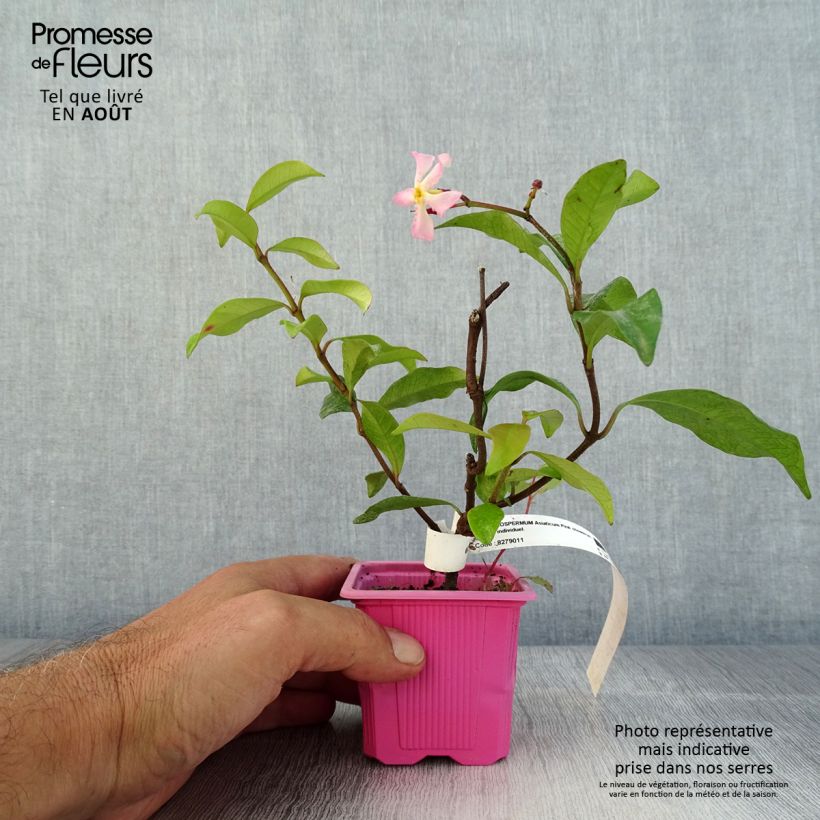 Exemplar von Gelber Sternjasmin Pink Showers - Trachelospermum Kleine Töpfe von 8/9 cm wie im Sommer geliefert