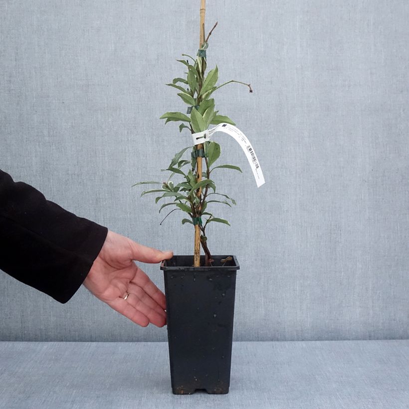 Exemplar von Gelber Sternjasmin Star of Milano - Trachelospermum Topf mit 1,5L/2LGelieferte Höhe ca. 30/40cm wie im Frühjahr geliefert