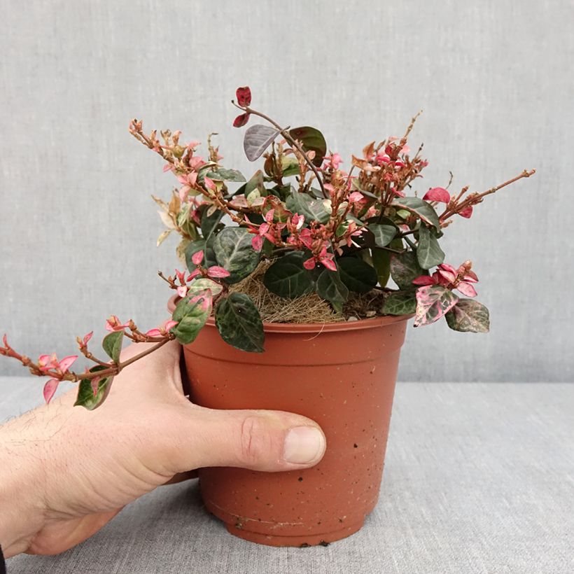 Exemplar von Gelber Sternjasmin Tricolor - Trachelospermum Topf mit 1,5L/2LGelieferte Höhe ca. 10/15cm wie im Winter geliefert