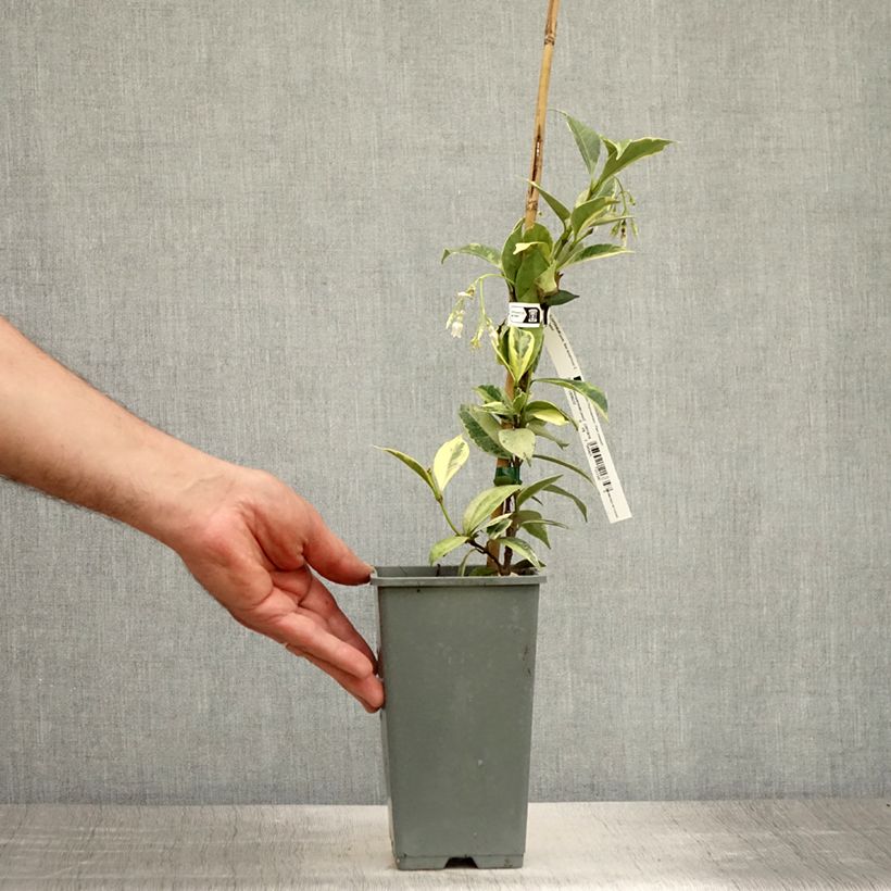 Exemplar von Sternjasmin Sun Lover - Trachelospermum Topf mit 1,5L/2LGelieferte Höhe ca. 20/40cm wie im Sommer geliefert