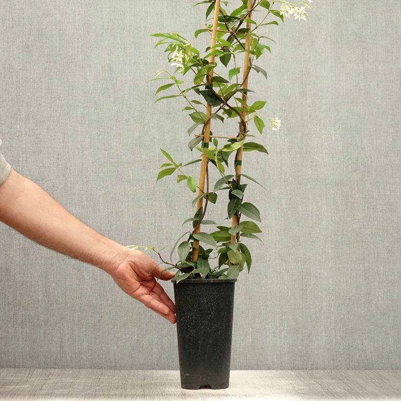 Exemplar von Sternjasmin Winter Ruby 'Trared - Trachelospermum Topf mit 2L/3L wie im Sommer geliefert