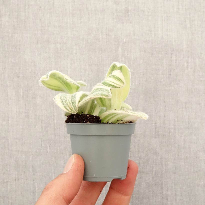 Exemplar von Dreimasterblumen - Tradescantia Brightness Mini-plante wie im Frühjahr geliefert