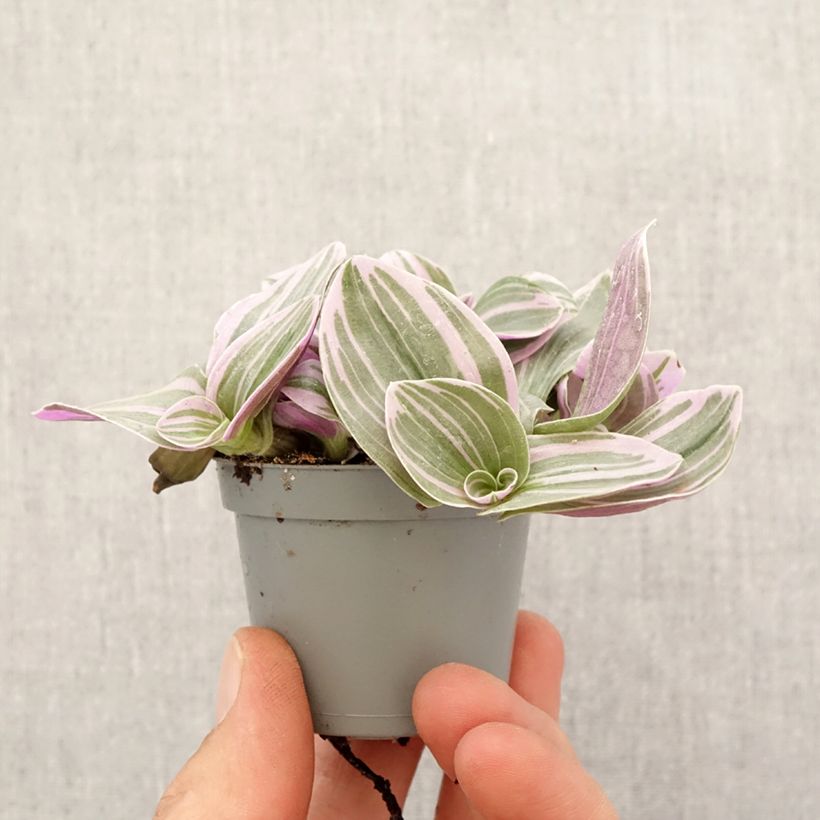 Exemplar von Dreimasterblumen - Tradescantia cerinthoides Sweetness Mini-plante wie im Frühjahr geliefert