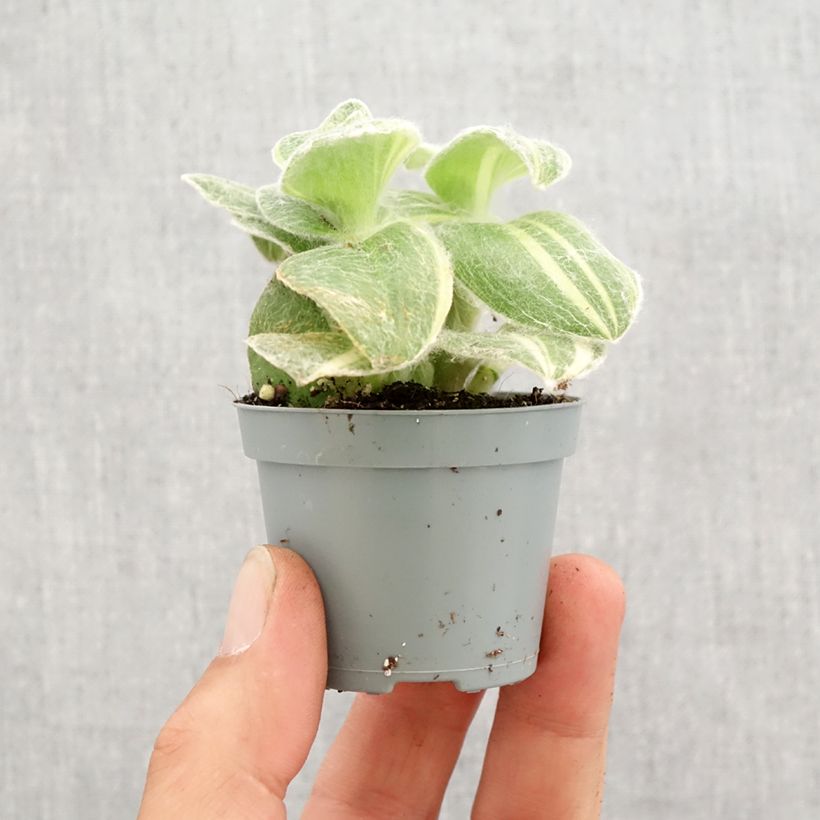 Exemplar von Dreimasterblumen - Tradescantia sillamontana Variegata Mini-plante wie im Frühjahr geliefert