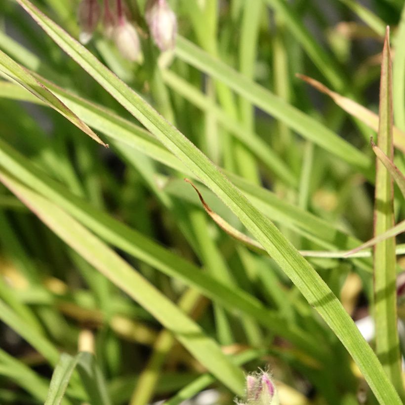 Tradescantia virginiana Brevicaulis - Dreimasterblume (Laub)