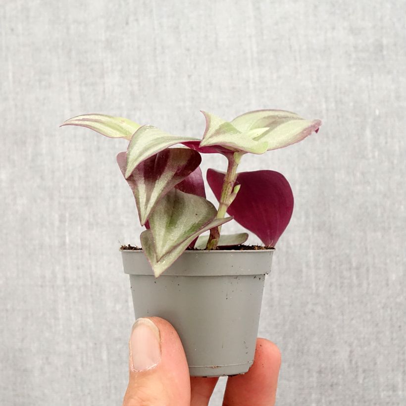 Exemplar von Zebrakraut - Tradescantia zebrina Pink Joy Mini-plante wie im Frühjahr geliefert