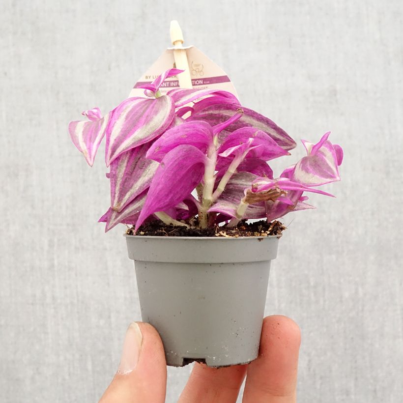 Exemplar von Zebrakraut - Tradescantia zebrina Pink Paradise Mini-plante wie im Frühjahr geliefert