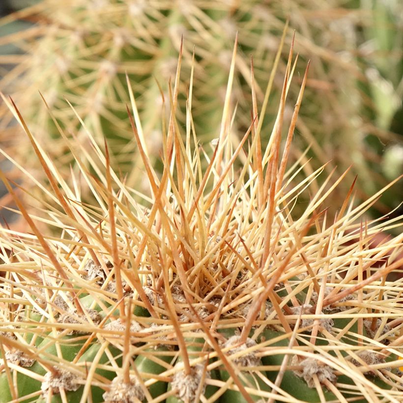 Trichocereus terscheckii - Kaktus (Laub)