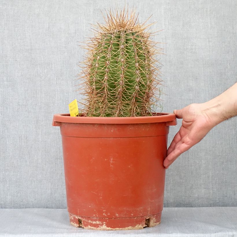Exemplar von Trichocereus terscheckii - Kaktus Topf mit 12L/15L wie im Frühjahr geliefert
