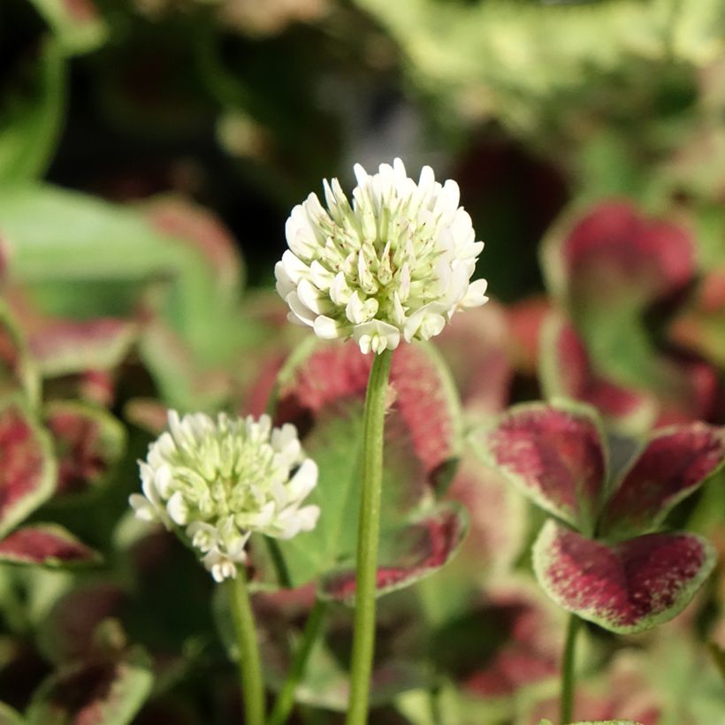 Weiß-Klee Estelle - Trifolium repens (Blüte)