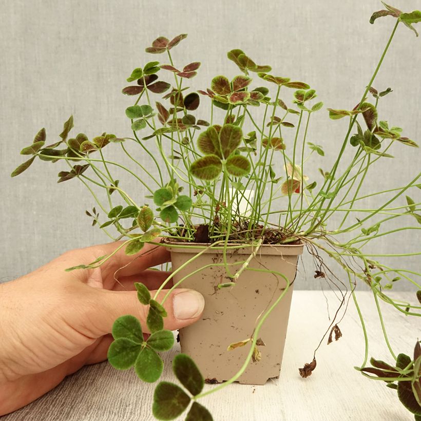 Exemplar von Weiß-Klee Pentaphyllum - Trifolium repens Kleine Töpfe von 8/9 cm wie im Sommer geliefert