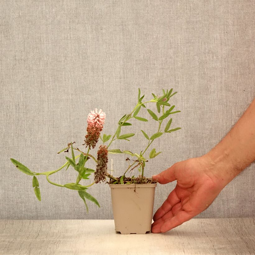 Exemplar von Rotköpfiger Klee Peachy Pink - Trifolium rubens Kleine Töpfe von 8/9 cm wie im Sommer geliefert