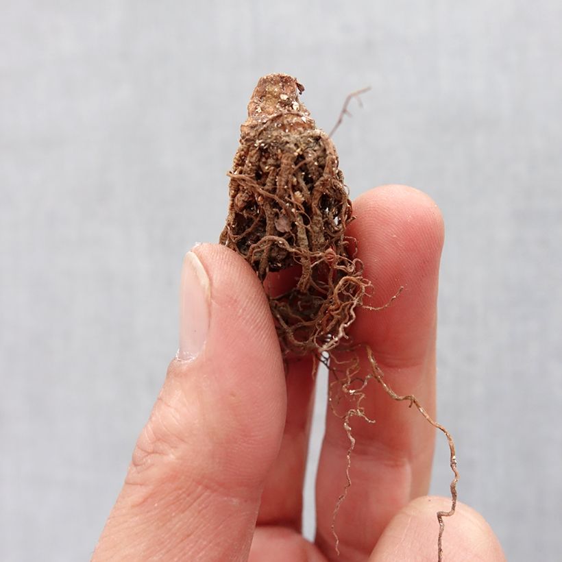 Exemplar von Trillium erectum - Dreiblatt Zwiebel Kaliber/Größe I wie im Frühjahr geliefert