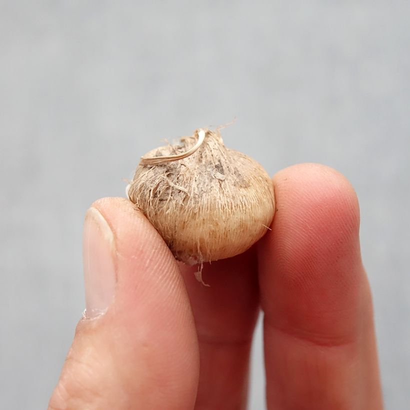 Exemplar von Triteleia Rudy - Triteleie Zwiebel Kaliber/Größe 5+ wie im Frühjahr geliefert