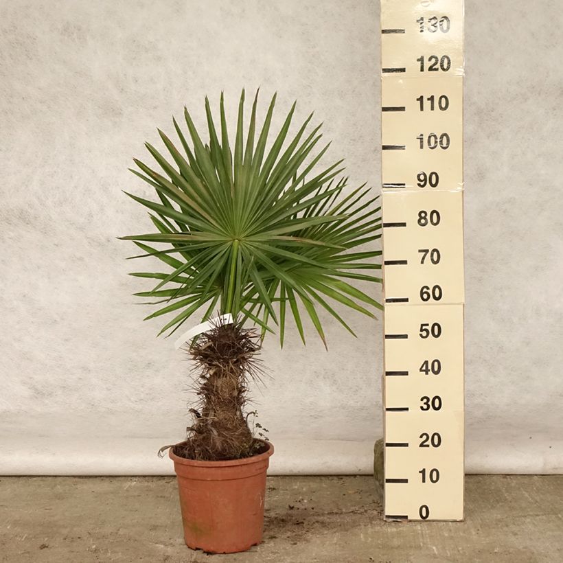 Exemplar von Trithrinax campestris - Blaue Nadelpalme Topf mit 7,5L/10L wie im Sommer geliefert