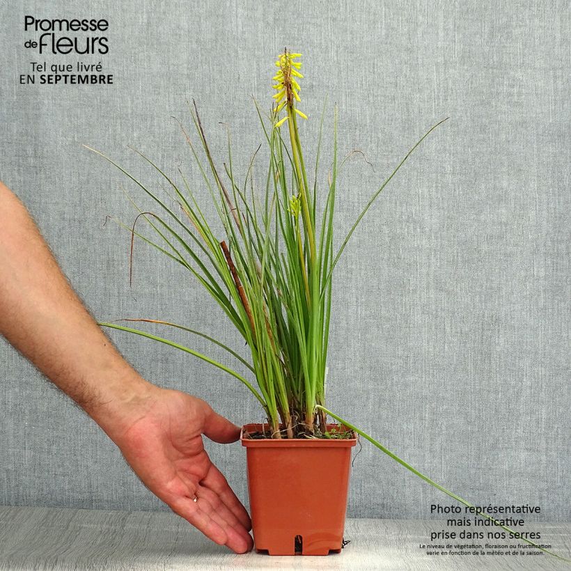 Exemplar von Fackellilie Lemon Popsicle - Kniphofia Kleine Töpfe von 8/9 cm wie im Sommer geliefert