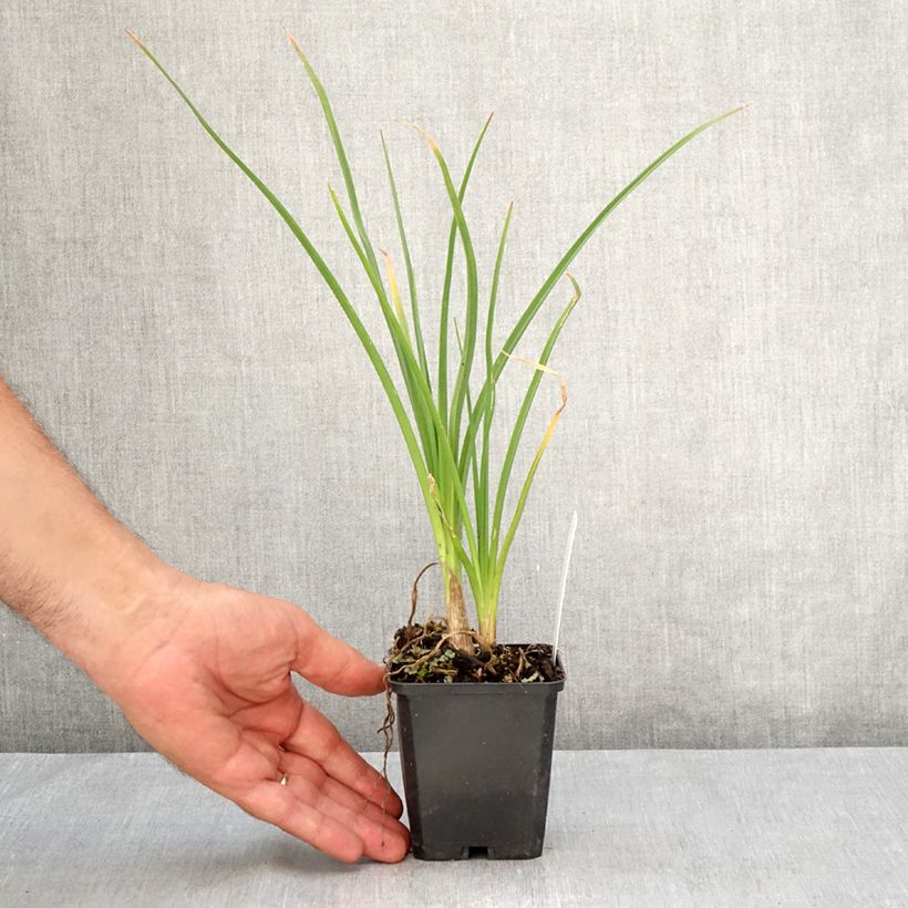 Exemplar von Fackellilie Mango Popsicle - Kniphofia Kleine Töpfe von 8/9 cm wie im Sommer geliefert
