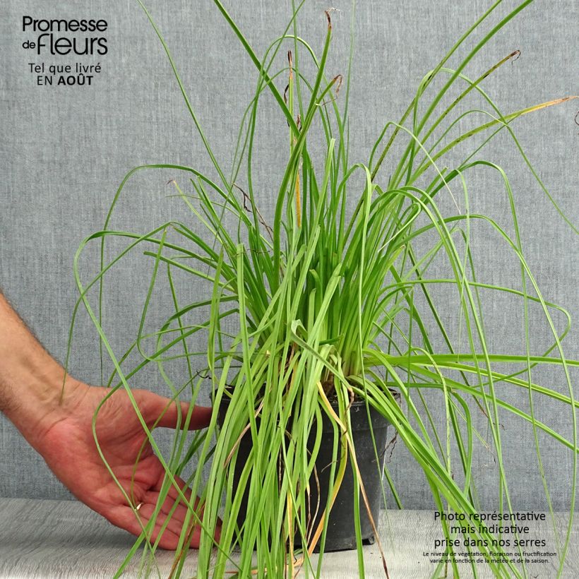 Exemplar von Garten-Fackellilie Nancy's Red - Kniphofia uvaria Topf mit 2L/3L wie im Sommer geliefert