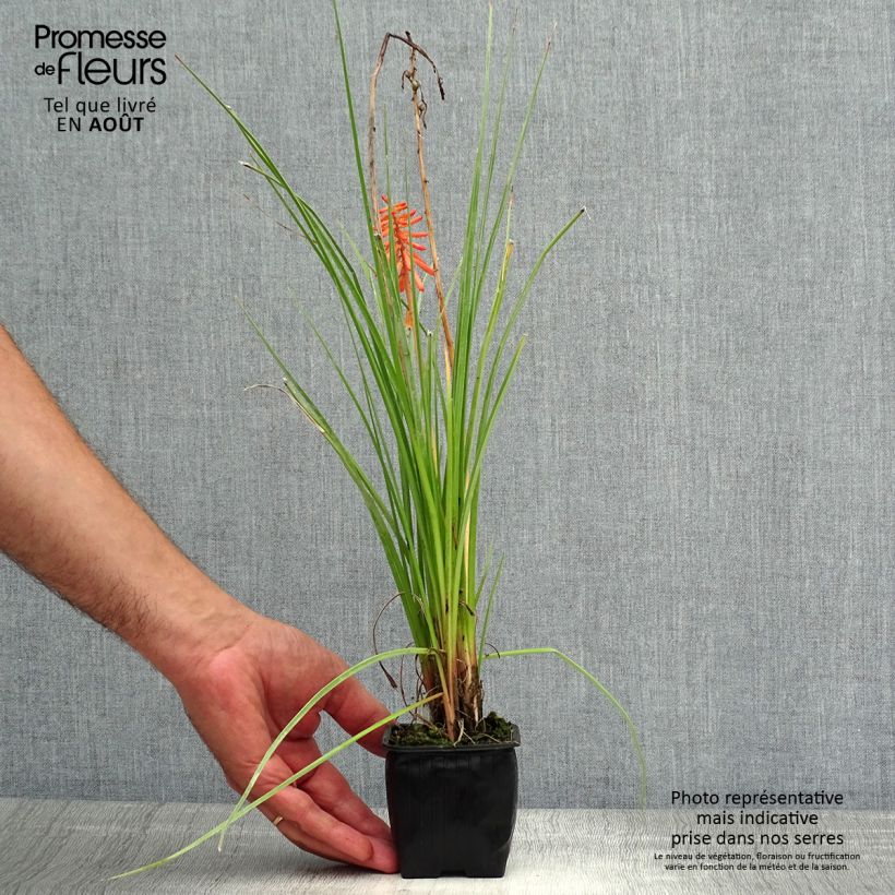 Exemplar von Fackellilie Papaya Popsicle - Kniphofia Kleine Töpfe von 8/9 cm wie im Sommer geliefert