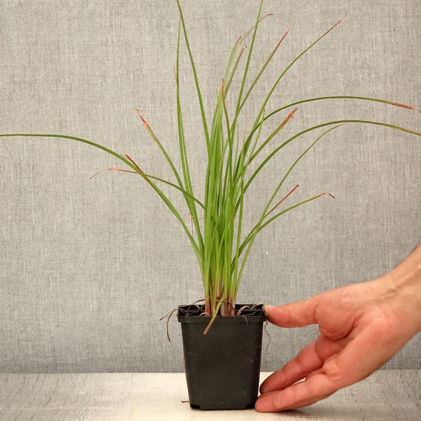 Exemplar von Fackellilie Pineapple Popsicle - Kniphofia Kleine Töpfe von 8/9 cm wie im Sommer geliefert