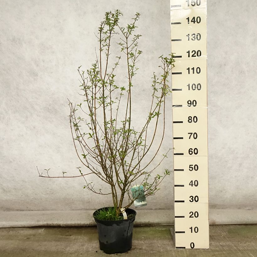 Exemplar von Schwarzgrüner Liguster Atrovirens - Ligustrum vulgare Topf mit 7,5L/10L wie im Sommer geliefert