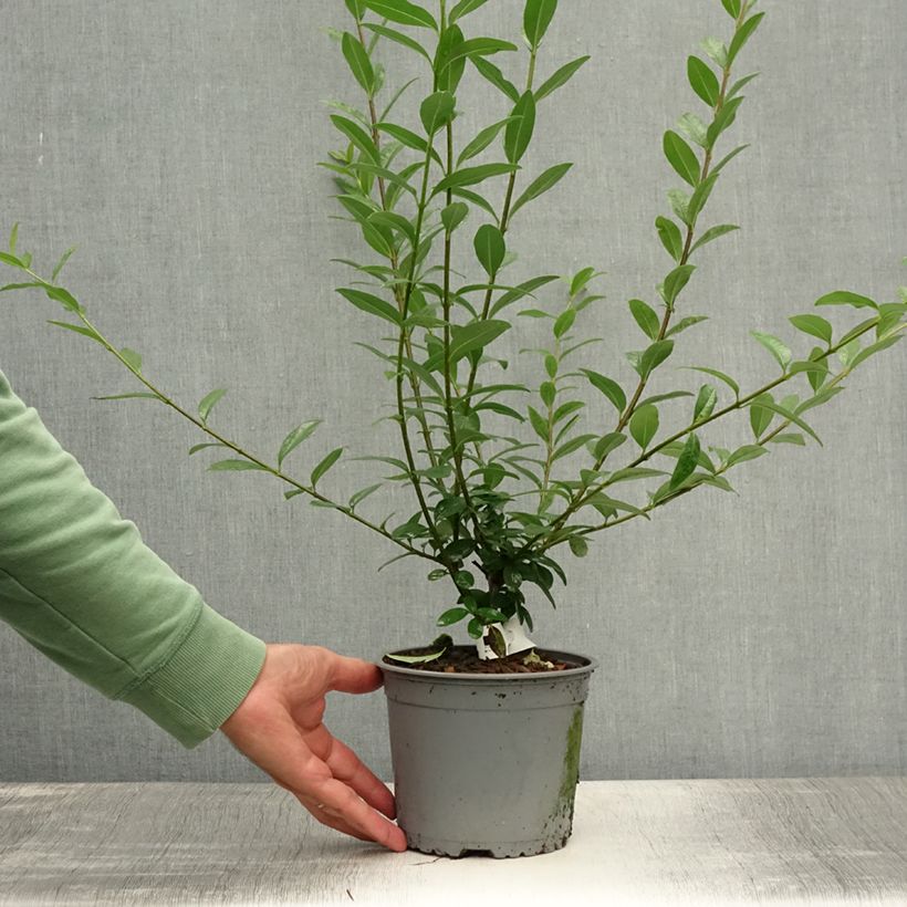Exemplar von Schwarzgrüner Liguster Atrovirens - Ligustrum vulgare Wurzelnackt wie im Sommer geliefert