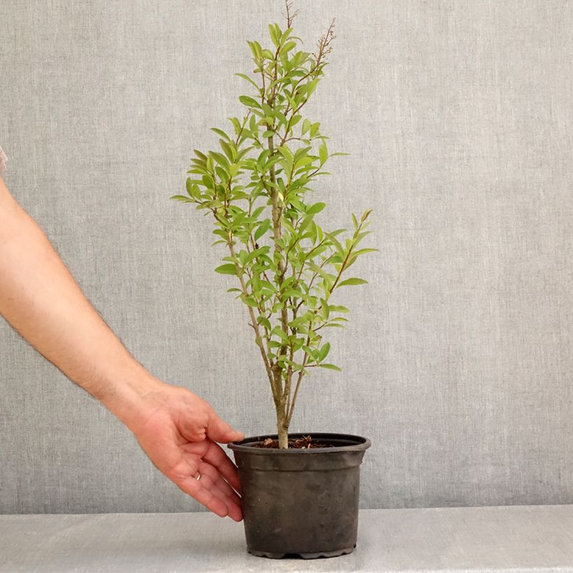 Exemplar von Schwarzgrüner Liguster Atrovirens - Ligustrum vulgare Topf mit 2L/3L wie im Sommer geliefert
