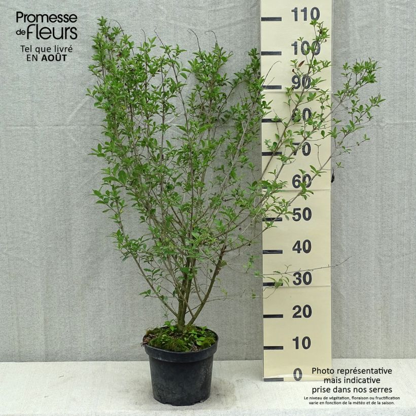 Exemplar von Schwarzgrüner Liguster Atrovirens - Ligustrum vulgare Topf mit 4L/5L wie im Sommer geliefert