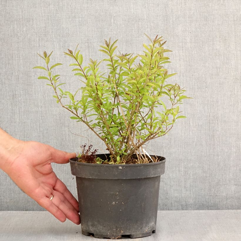 Exemplar von Zwergliguster Lodense - Ligustrum vulgare Topf mit 3L/4L wie im Sommer geliefert