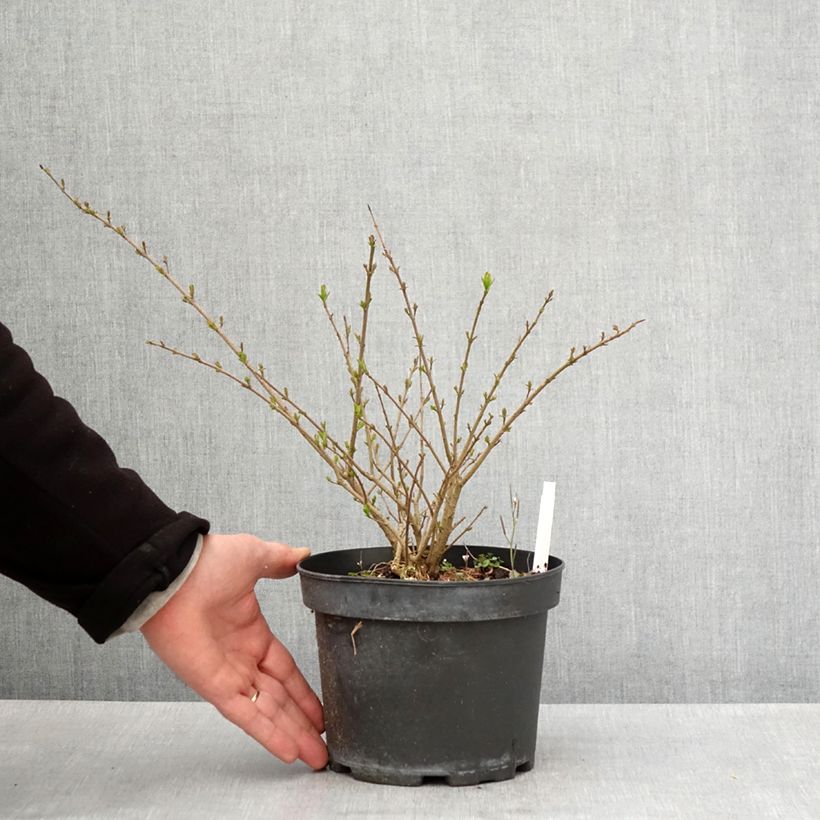 Exemplar von Zwergliguster Lodense - Ligustrum vulgare Topf mit 3L/4LGelieferte Höhe ca. 30cm wie im Frühjahr geliefert