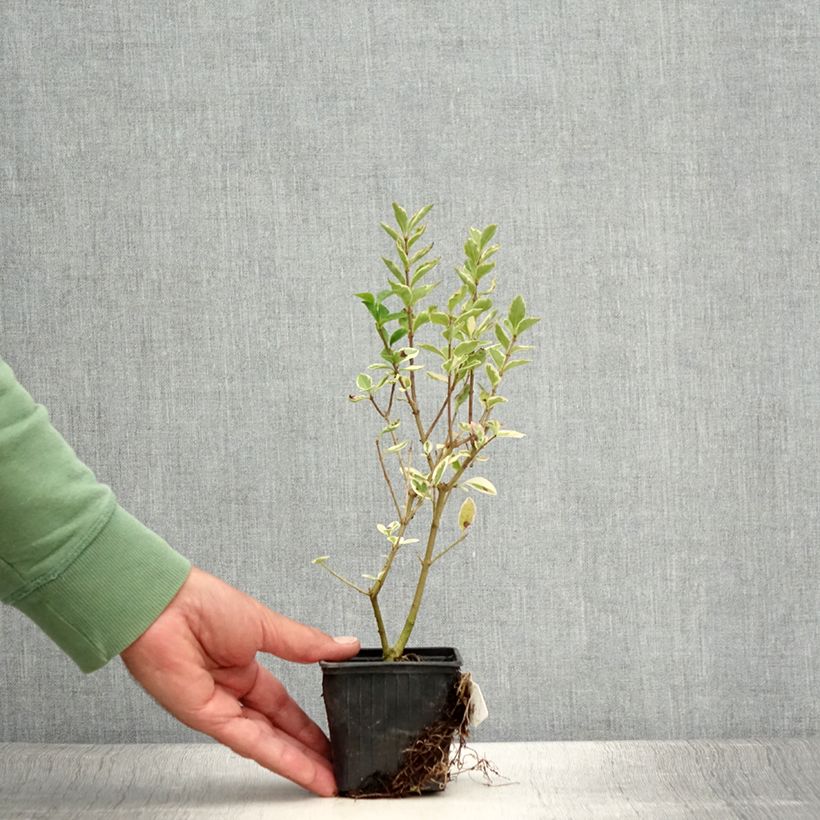 Exemplar von Weißgerandeter Ovalblättriger Argenteum - Ligustrum ovalifolium Kleine Töpfe von 8/9 cm wie im Sommer geliefert