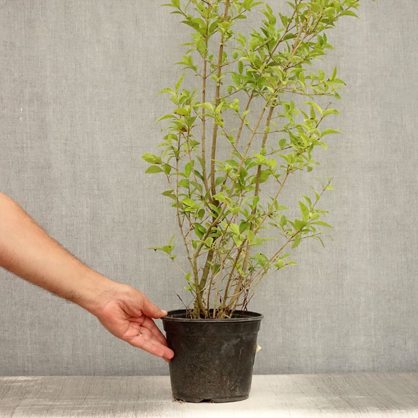 Exemplar von Ovalblättriger Liguster Lemon Lime - Ligustrum ovalifolium Topf mit 2L/3L wie im Sommer geliefert