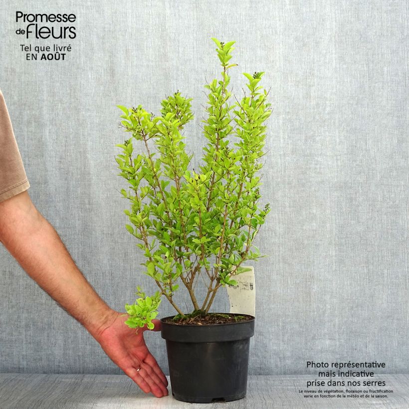 Exemplar von Ovalblättriger Liguster Green Diamond - Ligustrum ovalifolium Topf mit 2L/3L wie im Sommer geliefert
