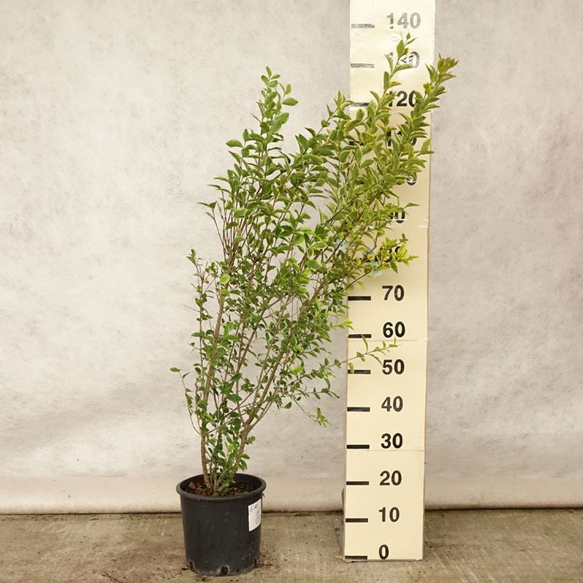 Exemplar von Goldliguster Aureum - Ligustrum ovalifolium Topf mit 7,5L/10L wie im Sommer geliefert