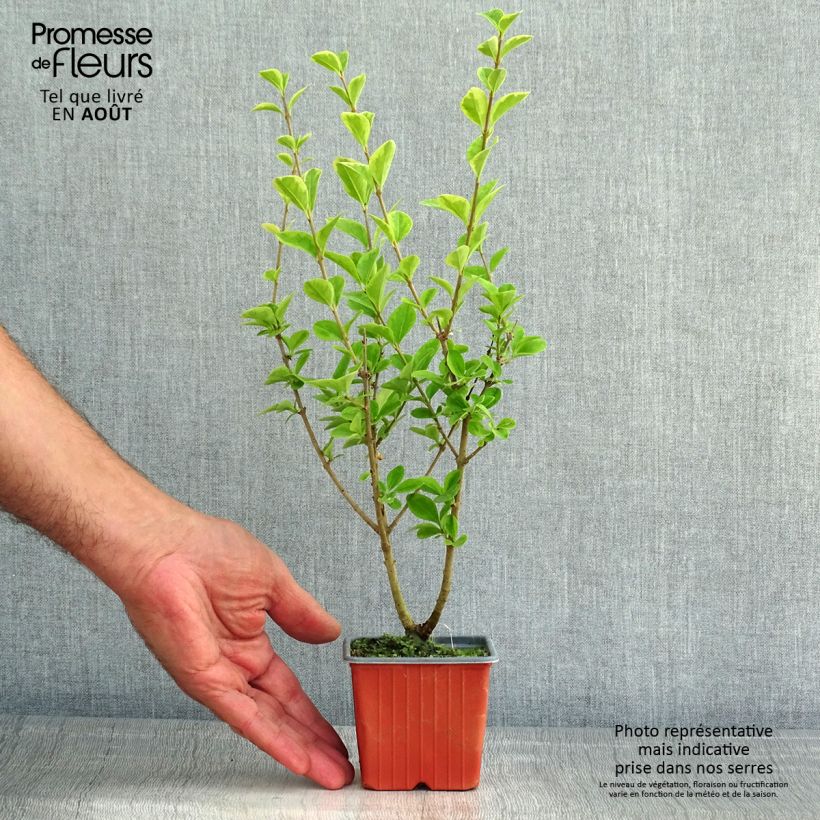 Exemplar von Goldliguster Aureum - Ligustrum ovalifolium Kleine Töpfe von 8/9 cm wie im Sommer geliefert