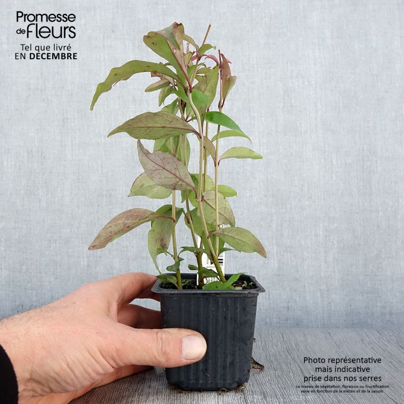 Exemplar von Japanischer Liguster - Ligustrum japonicum Kleine Töpfe von 8/9 cm wie im Herbst geliefert