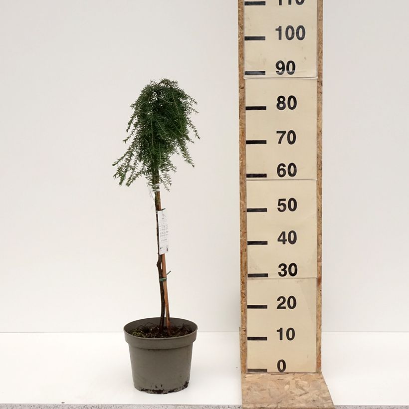 Exemplar von Tsuga heterophylla Thorssen's Weeper - Hemlockstanne Topf mit 4L/5L wie im Winter geliefert