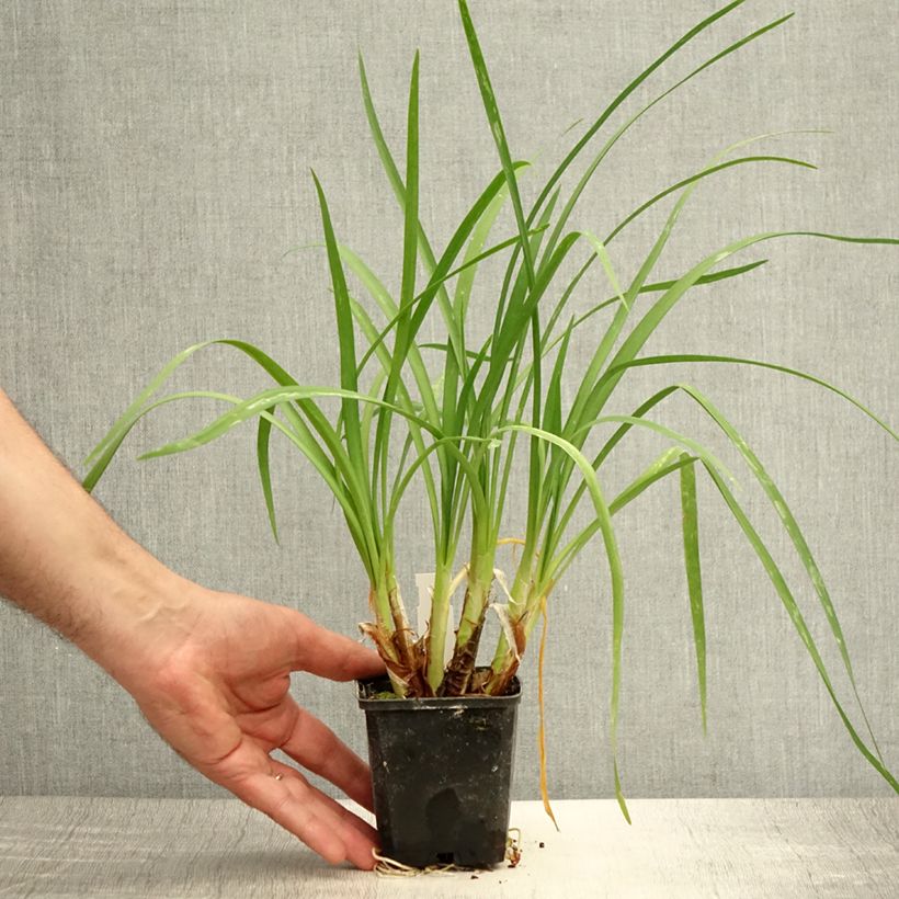Exemplar von Tulbaghia cominsii Violacea Kleine Töpfe von 8/9 cm wie im Sommer geliefert