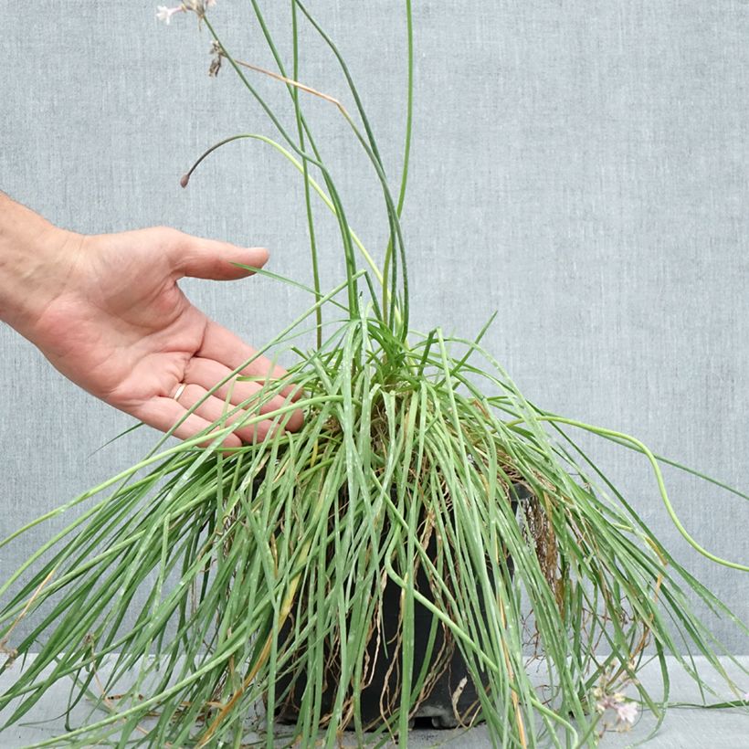 Exemplar von Tulbaghia Fairy Star Topf mit 3L/4L wie im Sommer geliefert