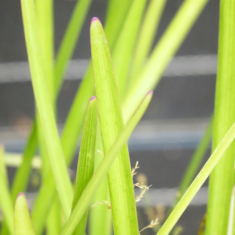 Tulbaghia violacea Flamingo (Laub)